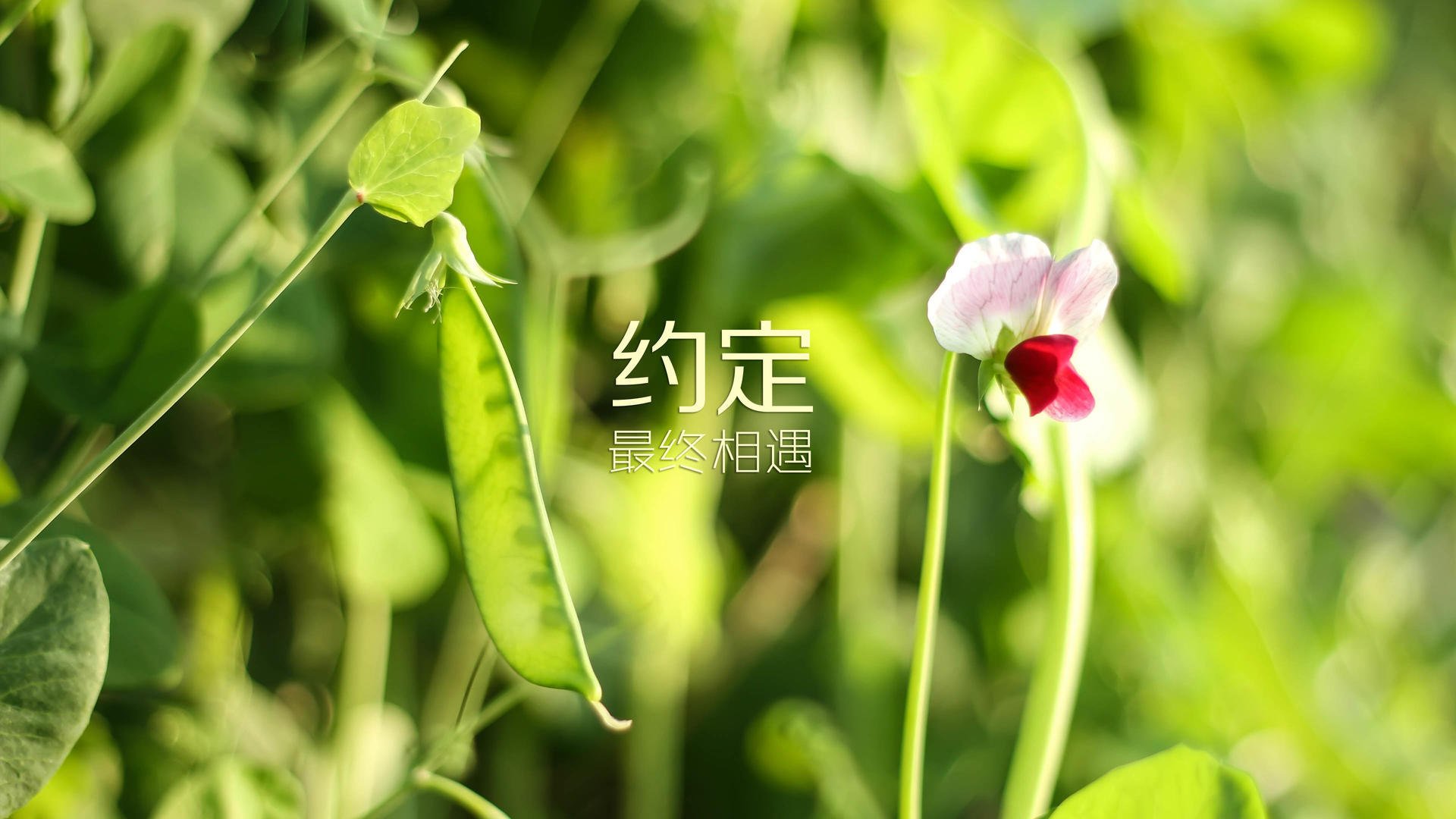 南美球星加盟皇马，西甲竞争更加激烈，南美足球联盟